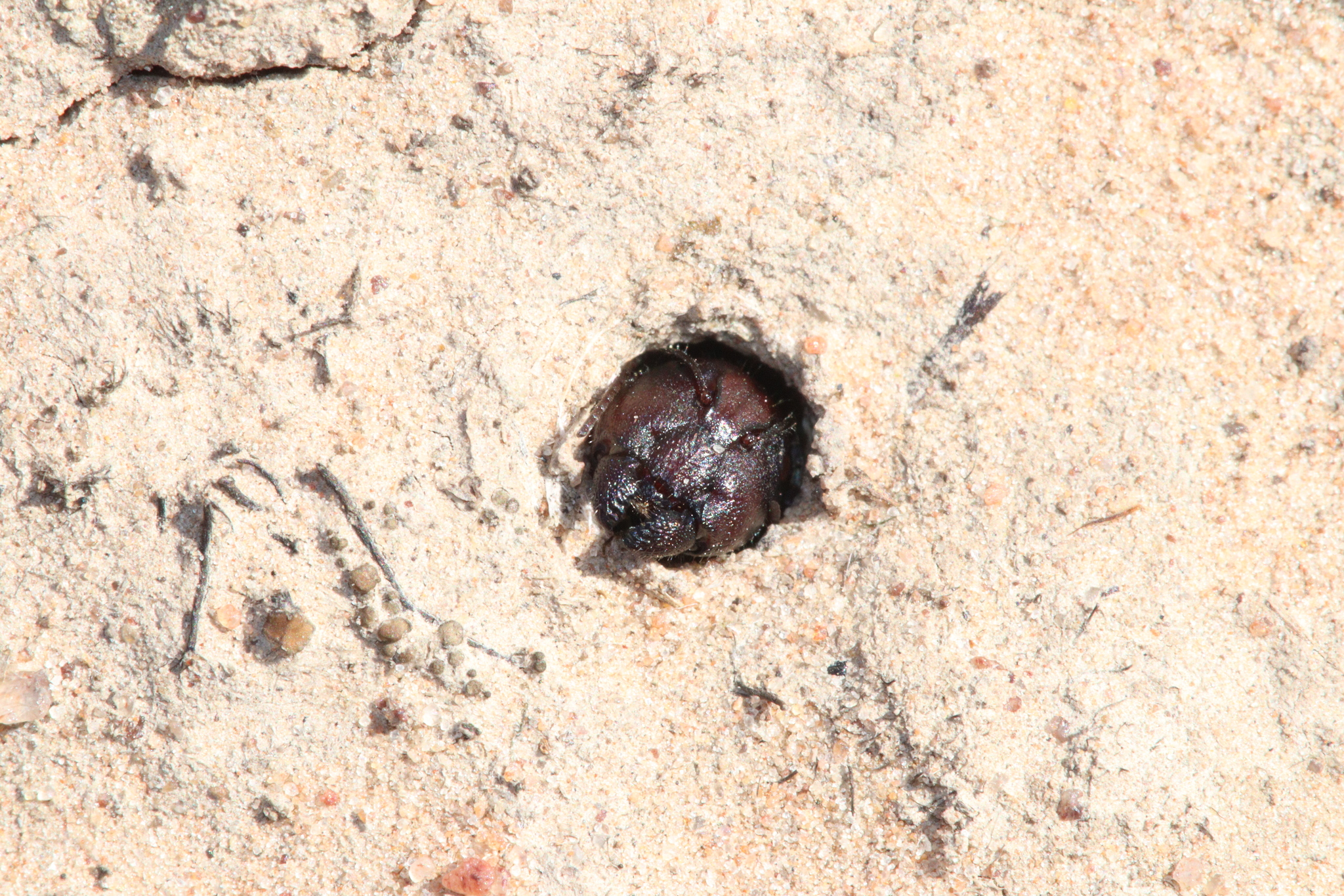 Camponotus tasmani