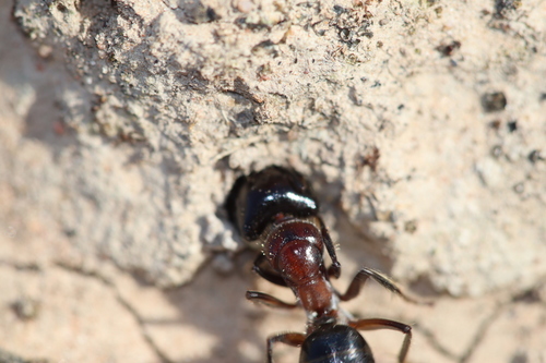 Camponotus tasmaniCamponotus tasmani