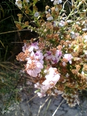 Olearia lepidophylla