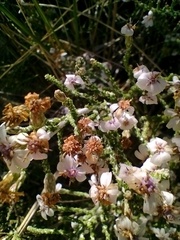 Olearia lepidophylla