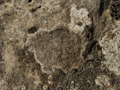 Pyrenodesmia variabilis