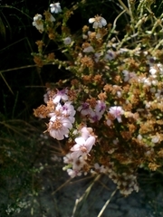 Olearia lepidophylla