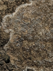 Pyrenodesmia variabilis