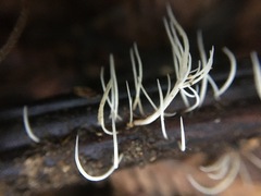 Pterulicium gracile