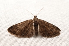 Eupithecia cocciferata