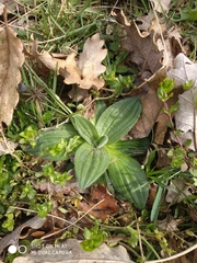 Plantago