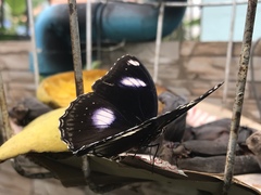Hypolimnas bolina