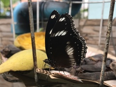 Hypolimnas bolina