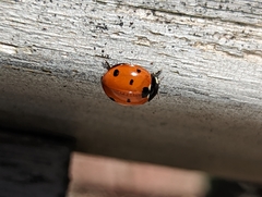 Coccinella septempunctata