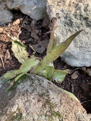 Himantoglossum robertianum