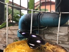 Hypolimnas bolina