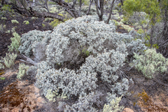 Cratystylis conocephala