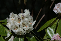 Rhododendron grande