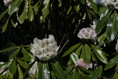 Rhododendron grande