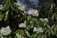 Rhododendron grande