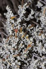 Cratystylis conocephala
