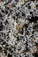 Cratystylis conocephala