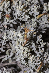 Cratystylis conocephala