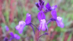 Linaria incarnata
