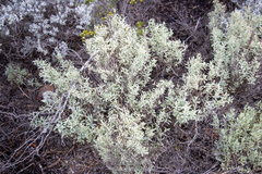 Atriplex vesicaria