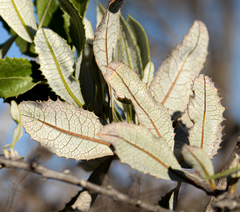 Spinoliva ilicifolia