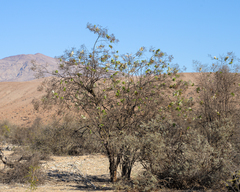 Spinoliva ilicifolia