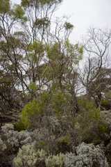 Myoporum platycarpum platycarpum