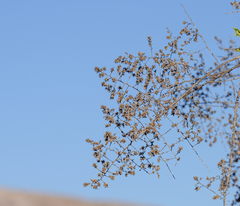 Spinoliva ilicifolia
