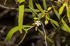 Myoporum platycarpum platycarpum