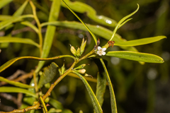 Myoporum platycarpum platycarpum