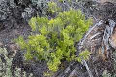 Chenopodium wilsonii