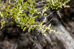 Chenopodium wilsonii