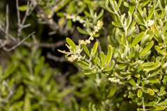 Chenopodium wilsonii