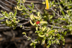 Chenopodium wilsonii