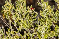 Chenopodium wilsonii