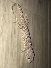 Gekko gecko