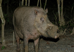 Sus barbatus