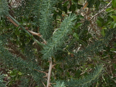 Asparagus striatus