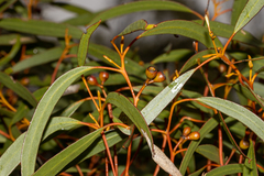 Eucalyptus gracilis