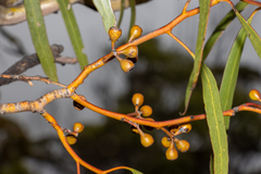 Eucalyptus gracilis