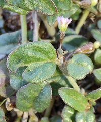 Boerhavia repleta