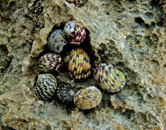 Nerita versicolor
