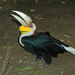 Wreathed Hornbill - Photo (c) Dave Mangham, some rights reserved (CC BY-NC-ND), uploaded by Dave Mangham