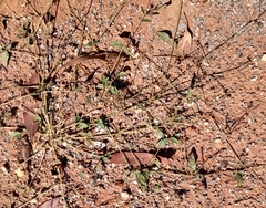 Boerhavia repleta