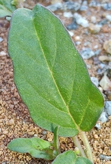 Boerhavia repleta