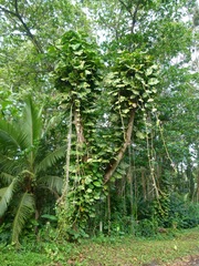 Epipremnum aureum