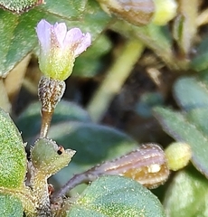 Boerhavia repleta