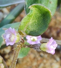 Boerhavia repleta