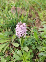 Neotinea conica