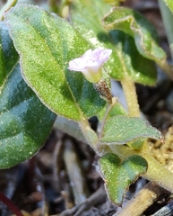 Boerhavia repleta
